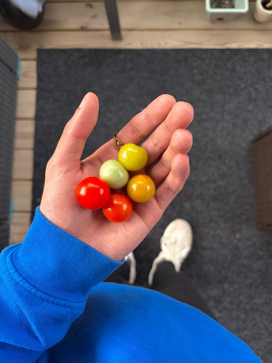 An open palm from above holding five cherry tomatoes at five stages of ripe: deep red, orange-red, amber, yellow-green, and one still pale. A blue sleeve at the wrist, and below it a dark mat over a wooden deck.