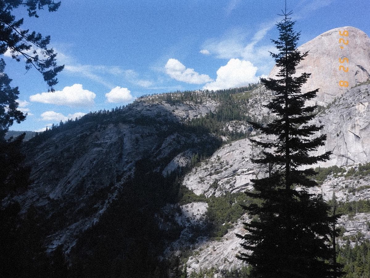 A single tall pine in silhouette against a sunlit granite dome.